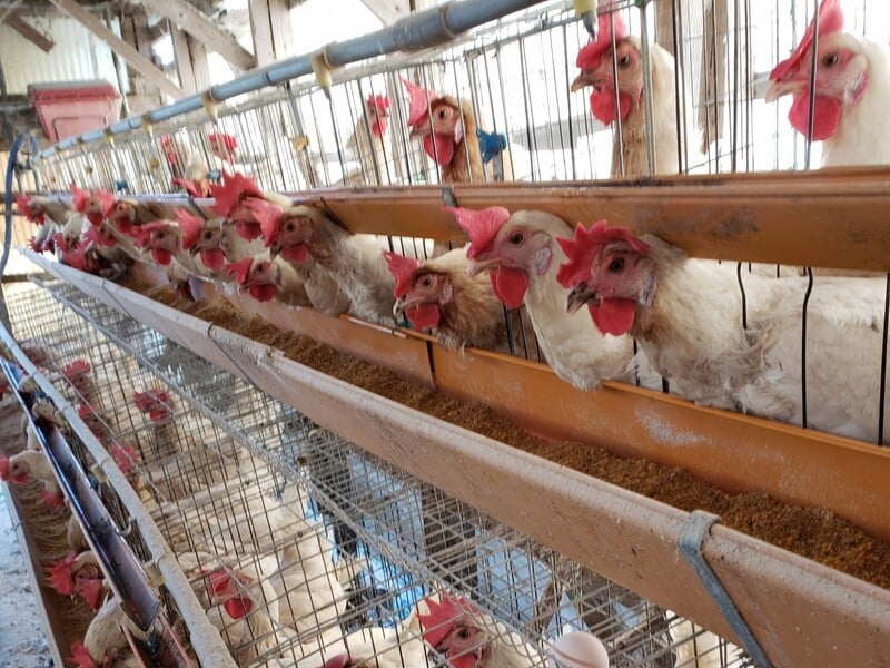 從芬普尼又出現看蛋機產業有什麼問題